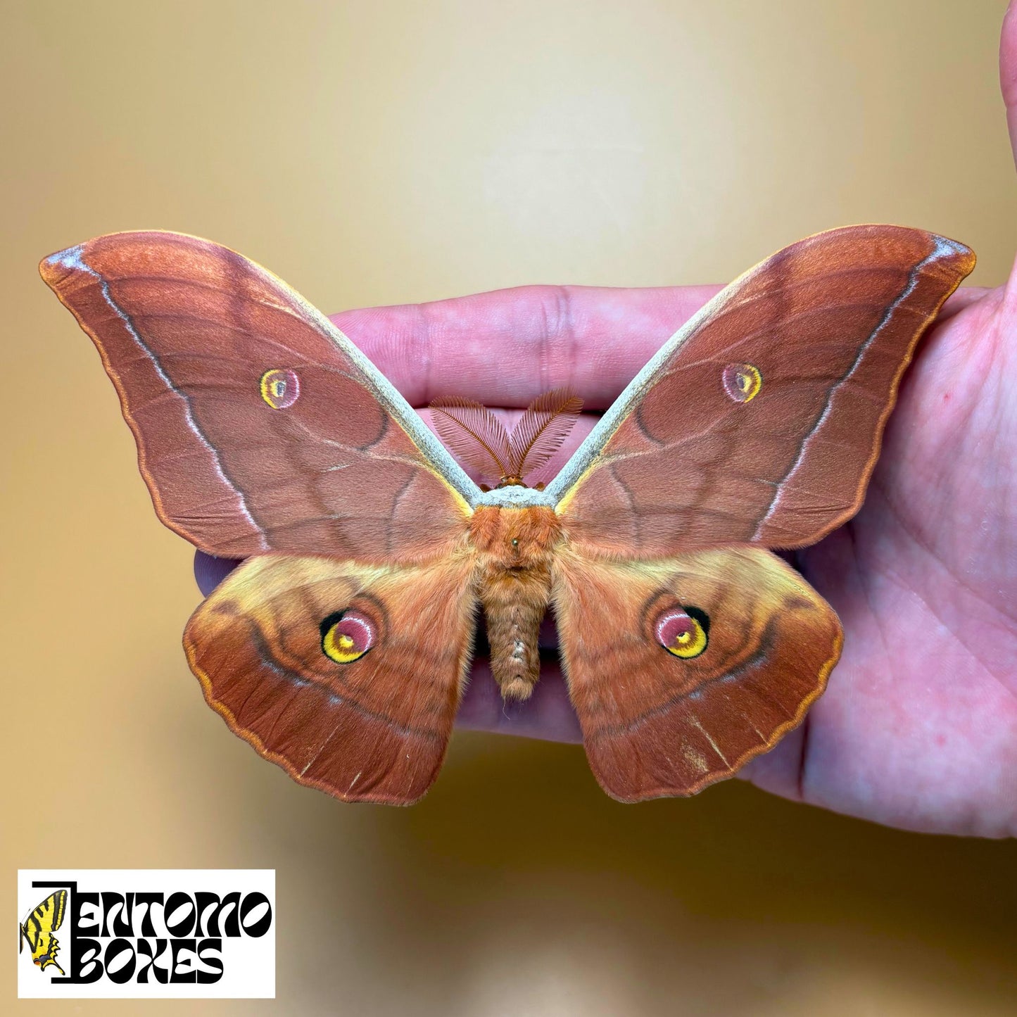 Antheraea yamamai brown male for sale