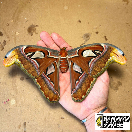 Huge Atlas Moths
