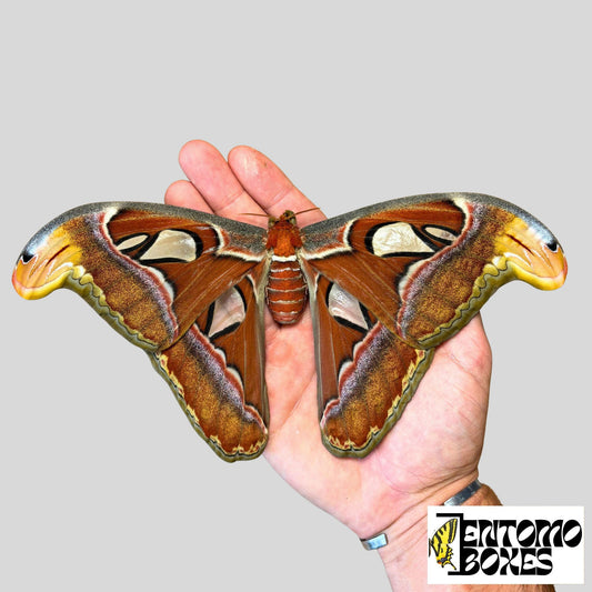 Huge Atlas Moths