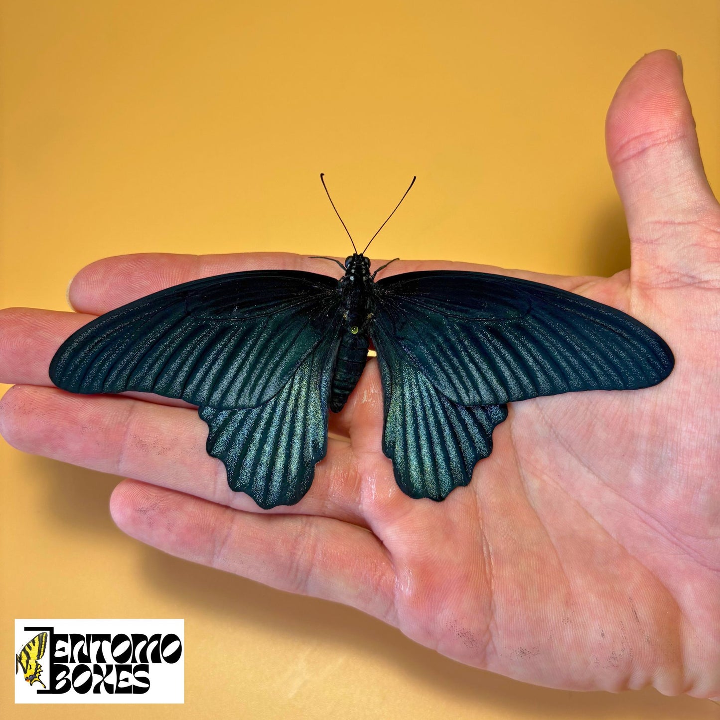 papilio memnon male for sale