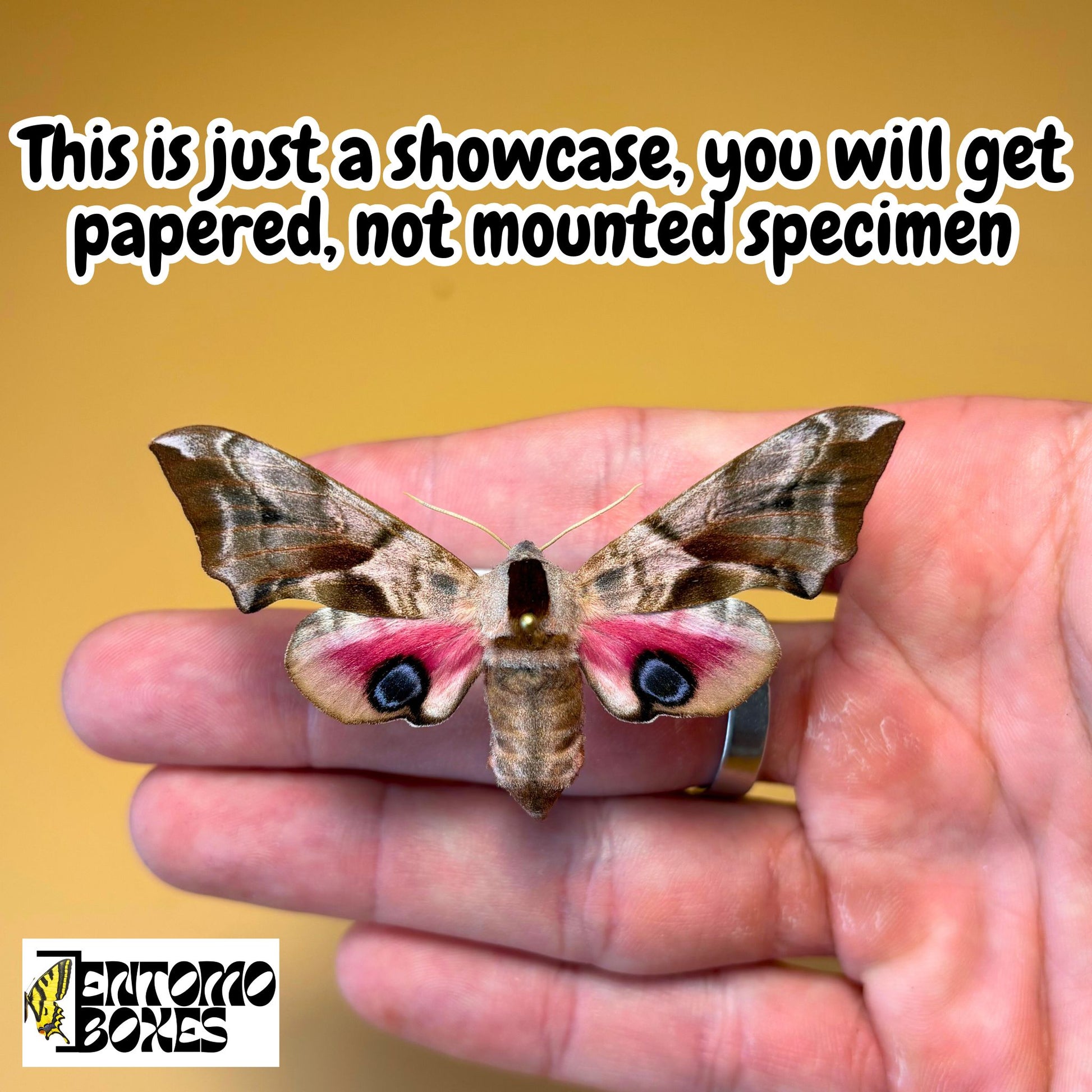 eyed hawkmoth for sale