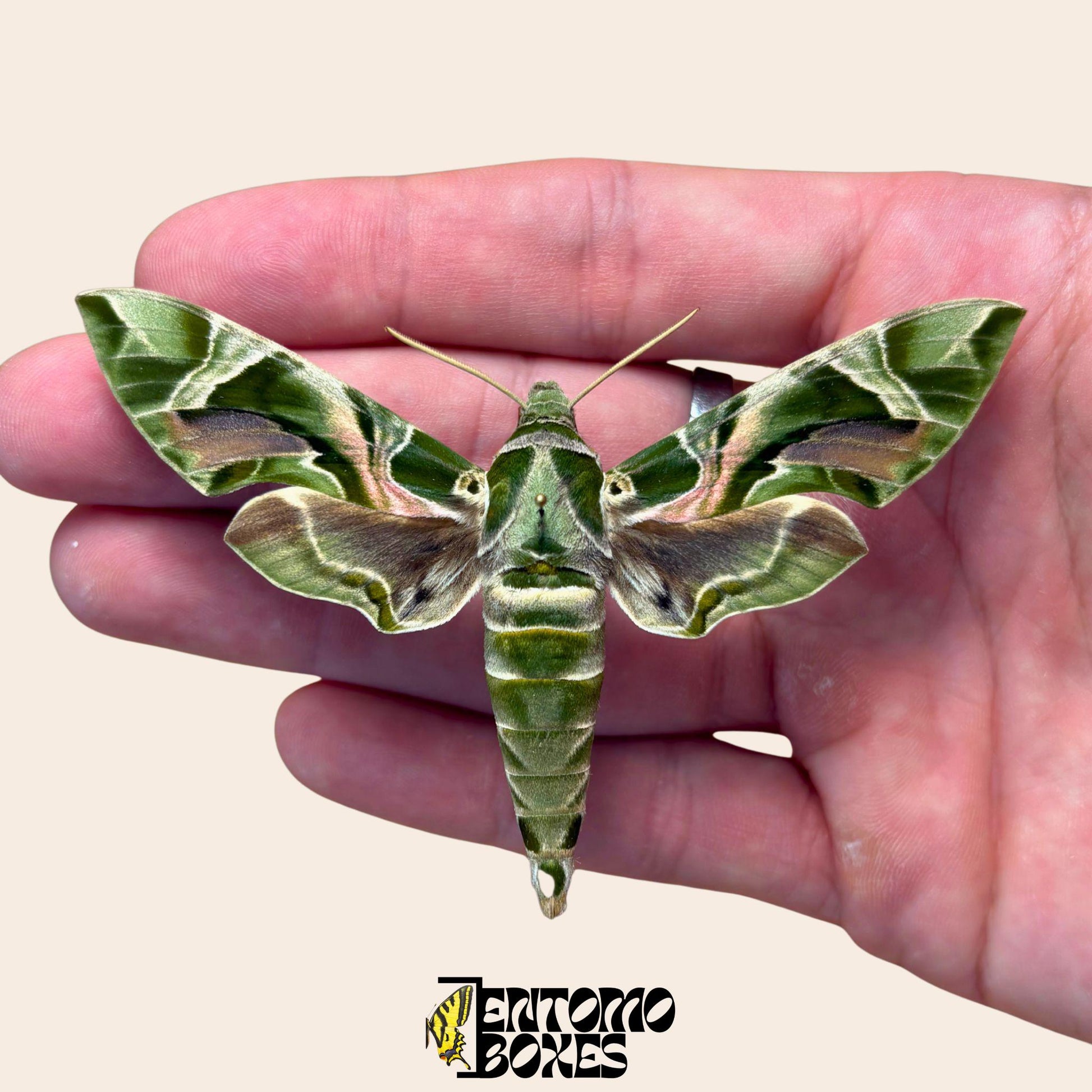 daphnis nerii moth on pin