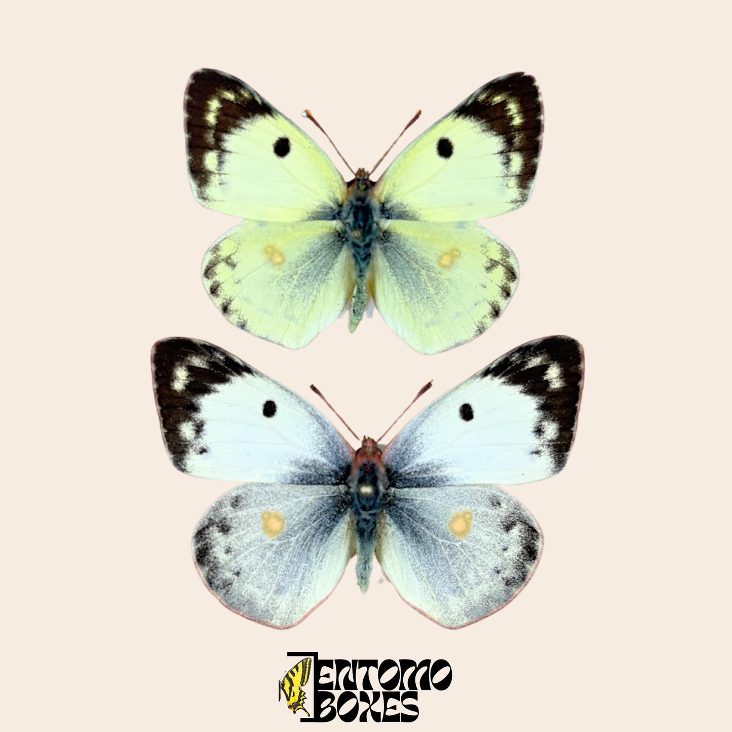 colias hyale pair on pin