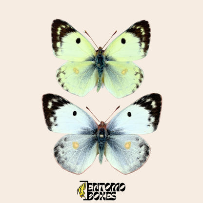 colias hyale pair on pin