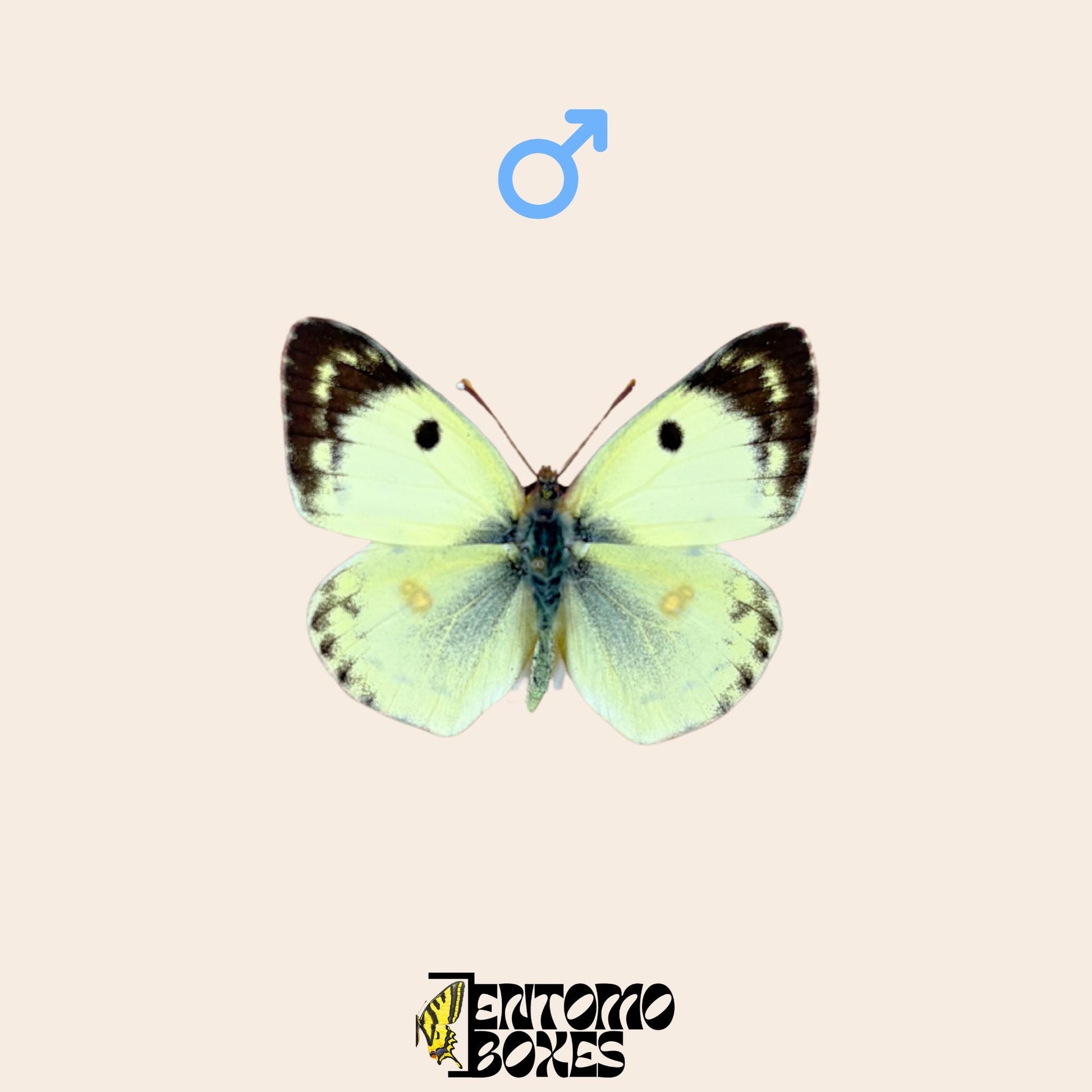 pinned colias hyale male