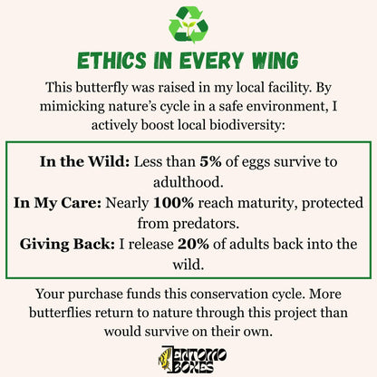 Pale Clouded yellow Colias hyale butterfly on a pin entomology taxidermy