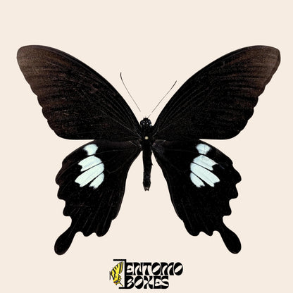 Papilio helenus butterfly on pin