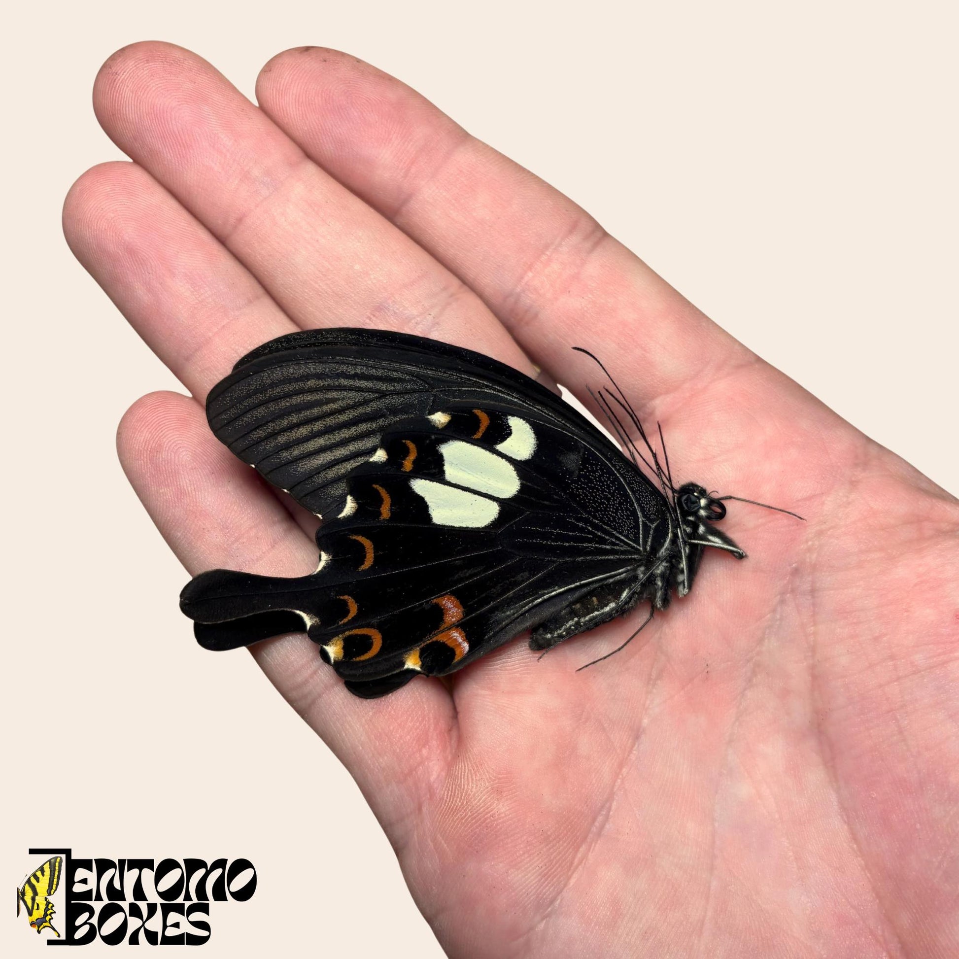 Papilio helenus butterfly with closed wings on hand