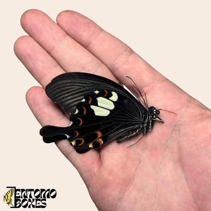 Papilio helenus butterfly with closed wings on hand
