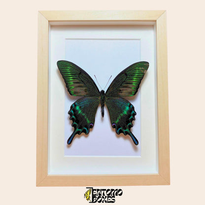 papilio maackii in light wood frame