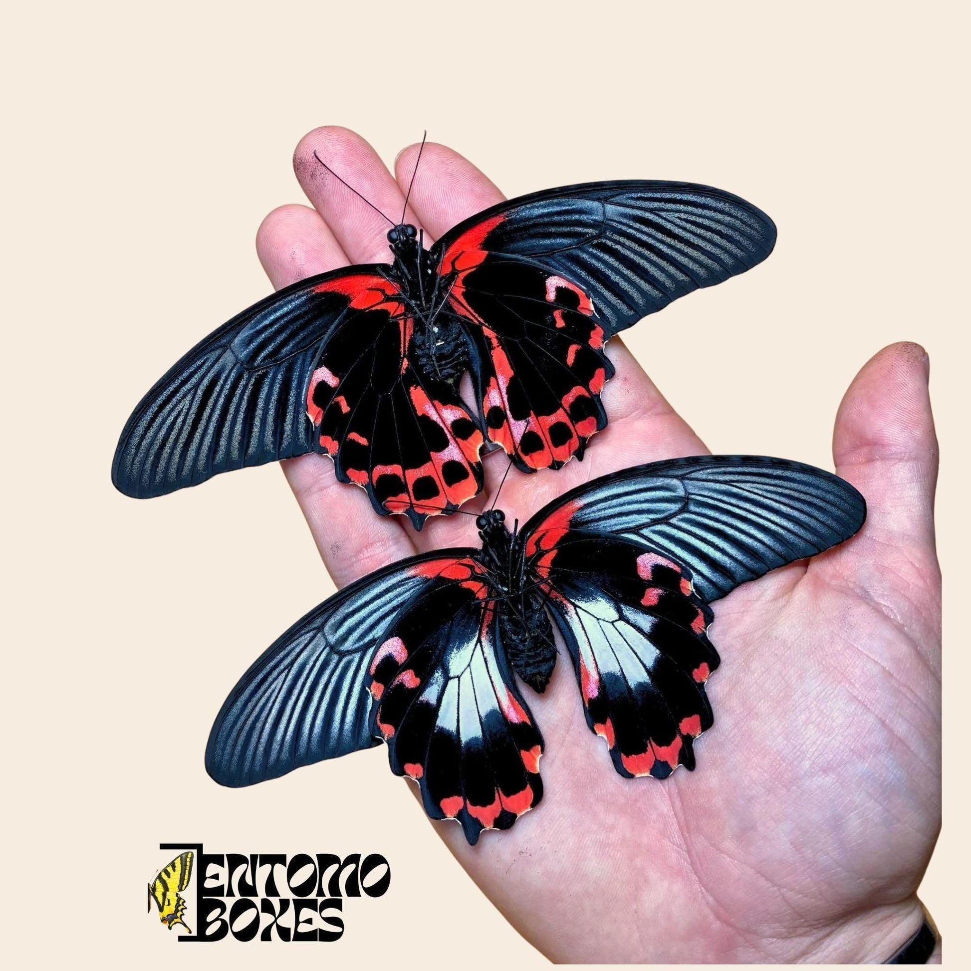 papilio rumanzovia females on hand