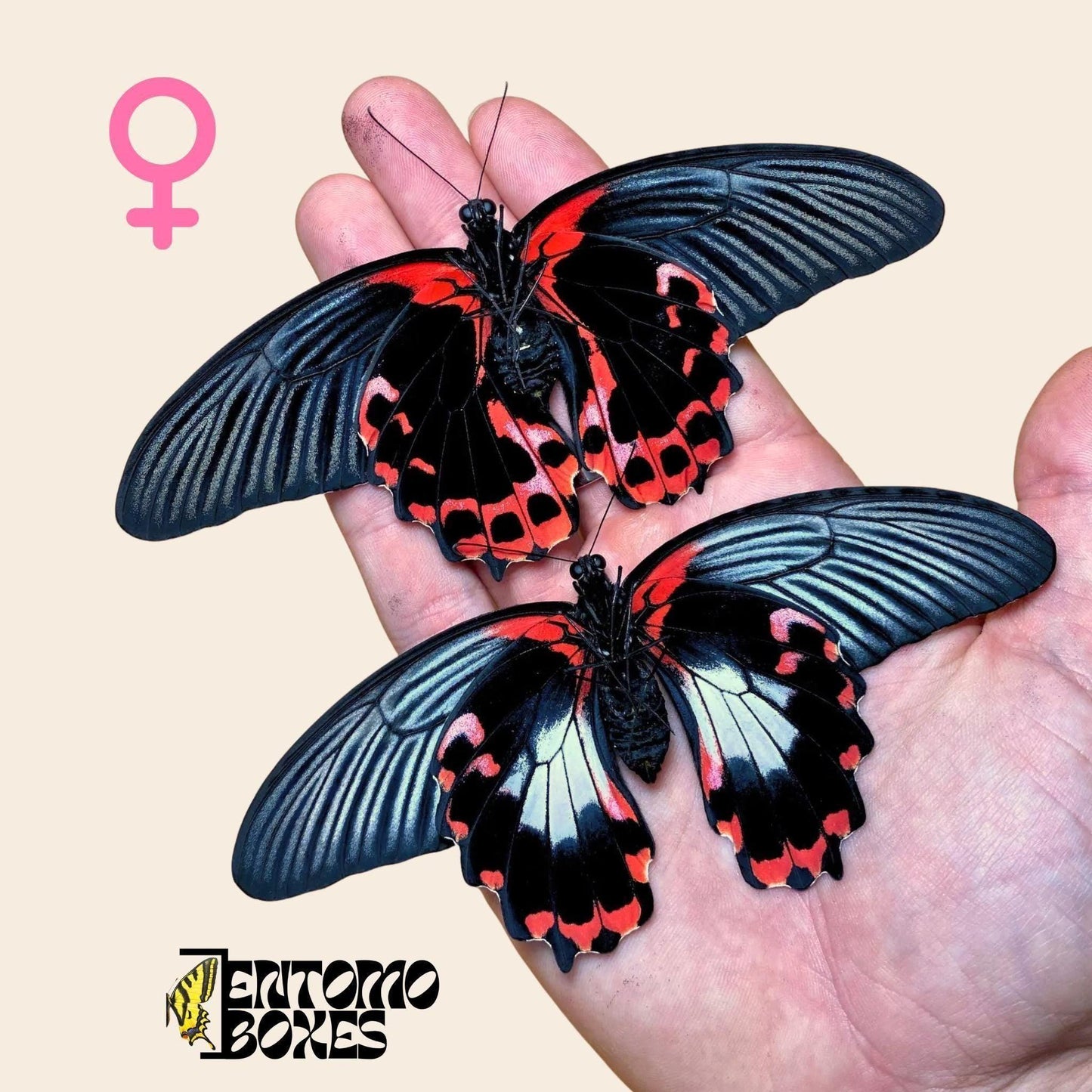 Scarlet Swallowtail / Red Mormon butterfly females