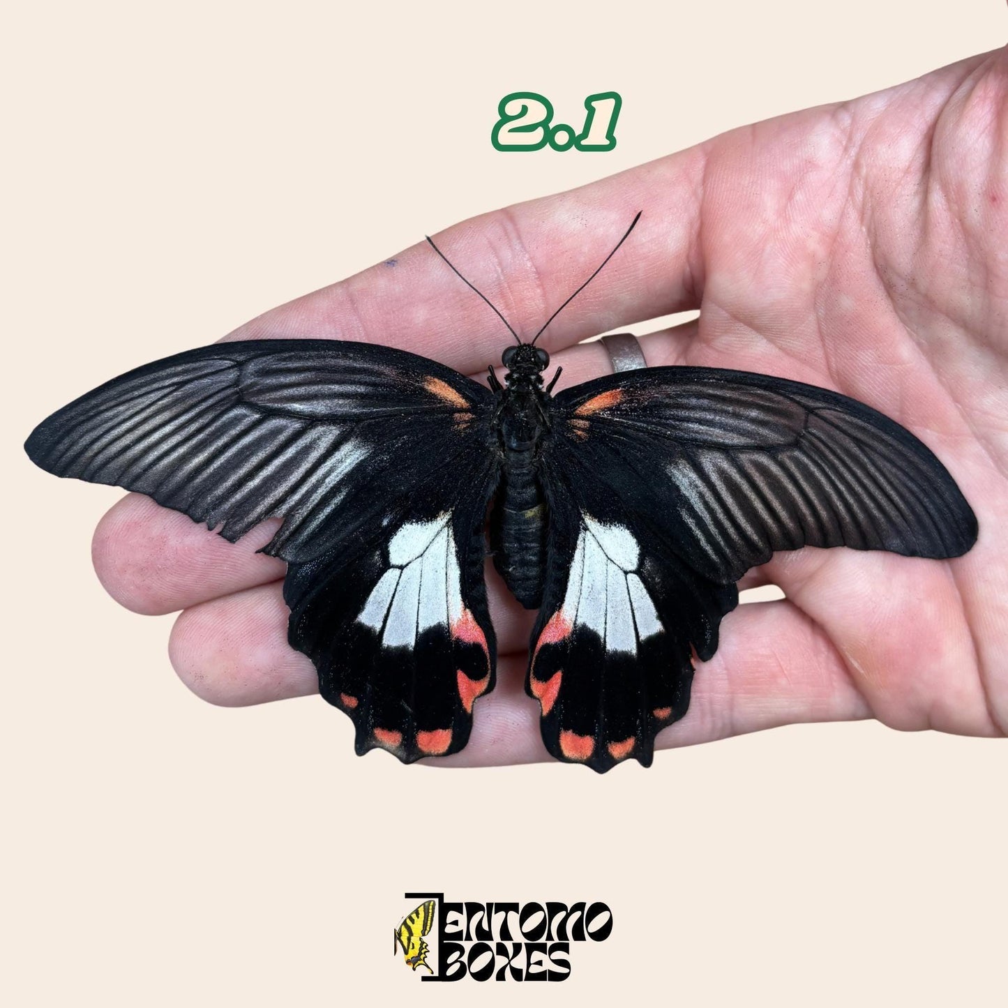 papilio rumanzovia male