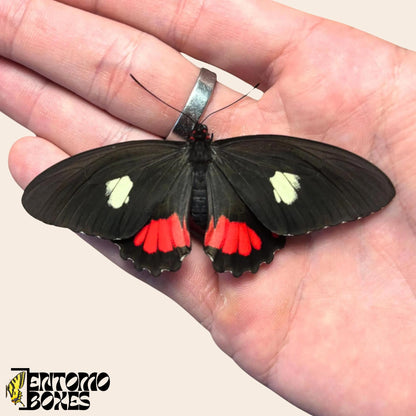 parides species of butterfly on hand