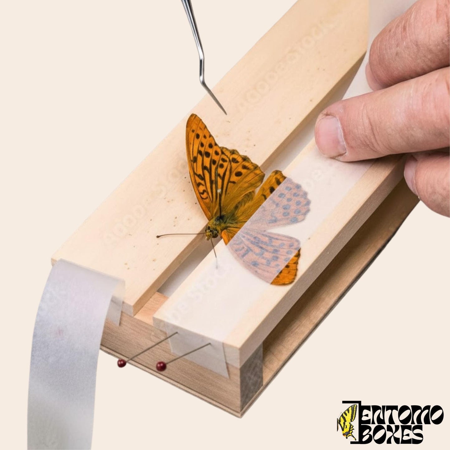 Pergamen parchment butterfly mounting tape Entomology Taxidermy