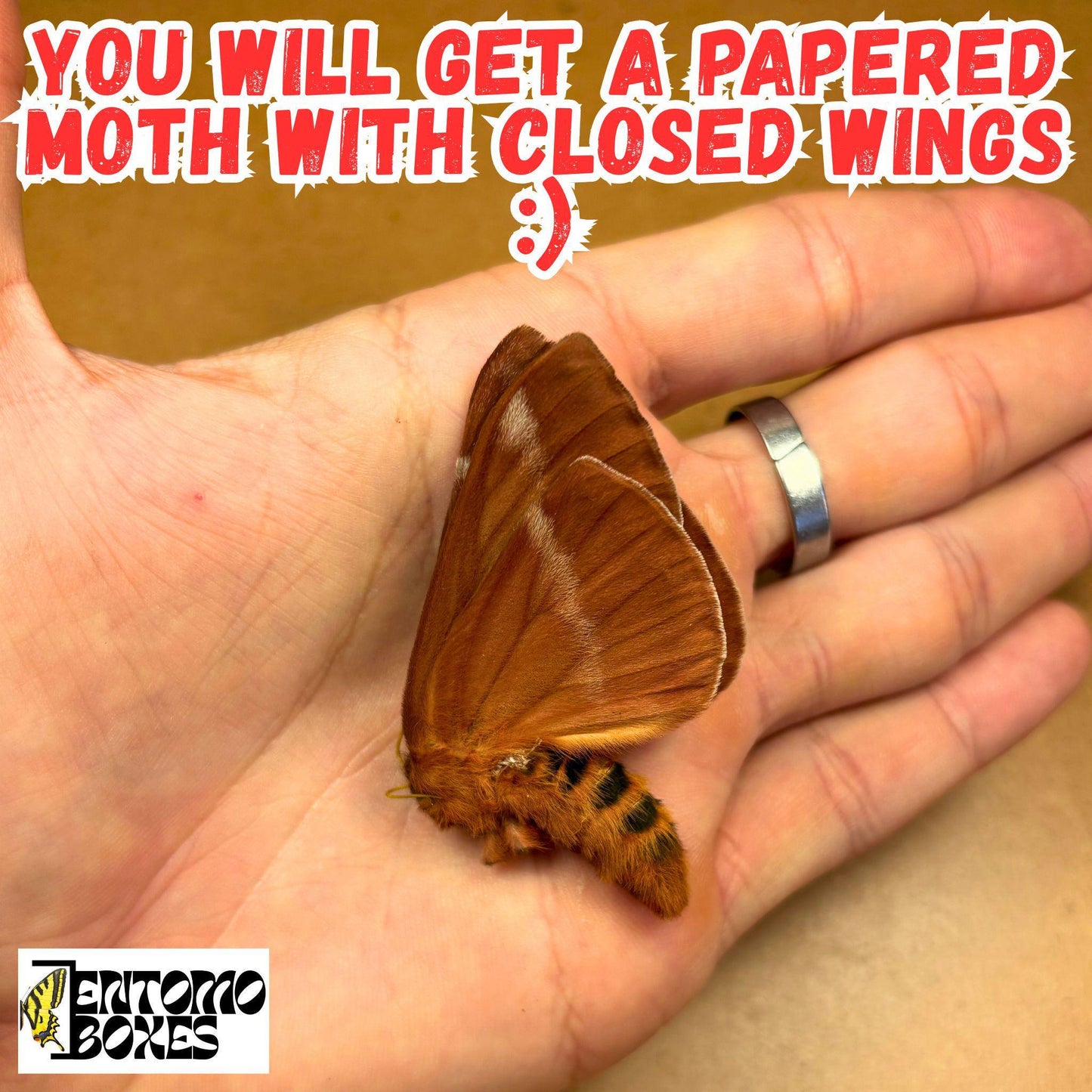 Periphoba rosacea moth with closed wings