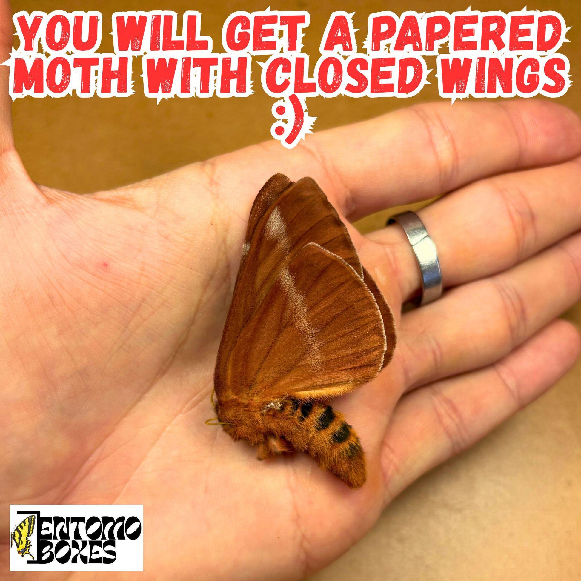 Periphoba rosacea moth with closed wings