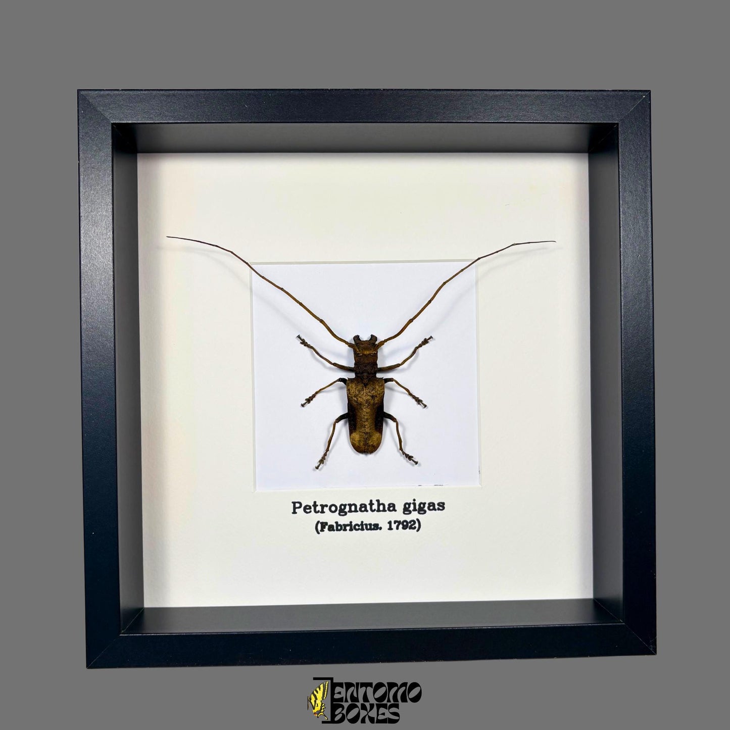 Petrognatha gigas in frame longhorn beetle