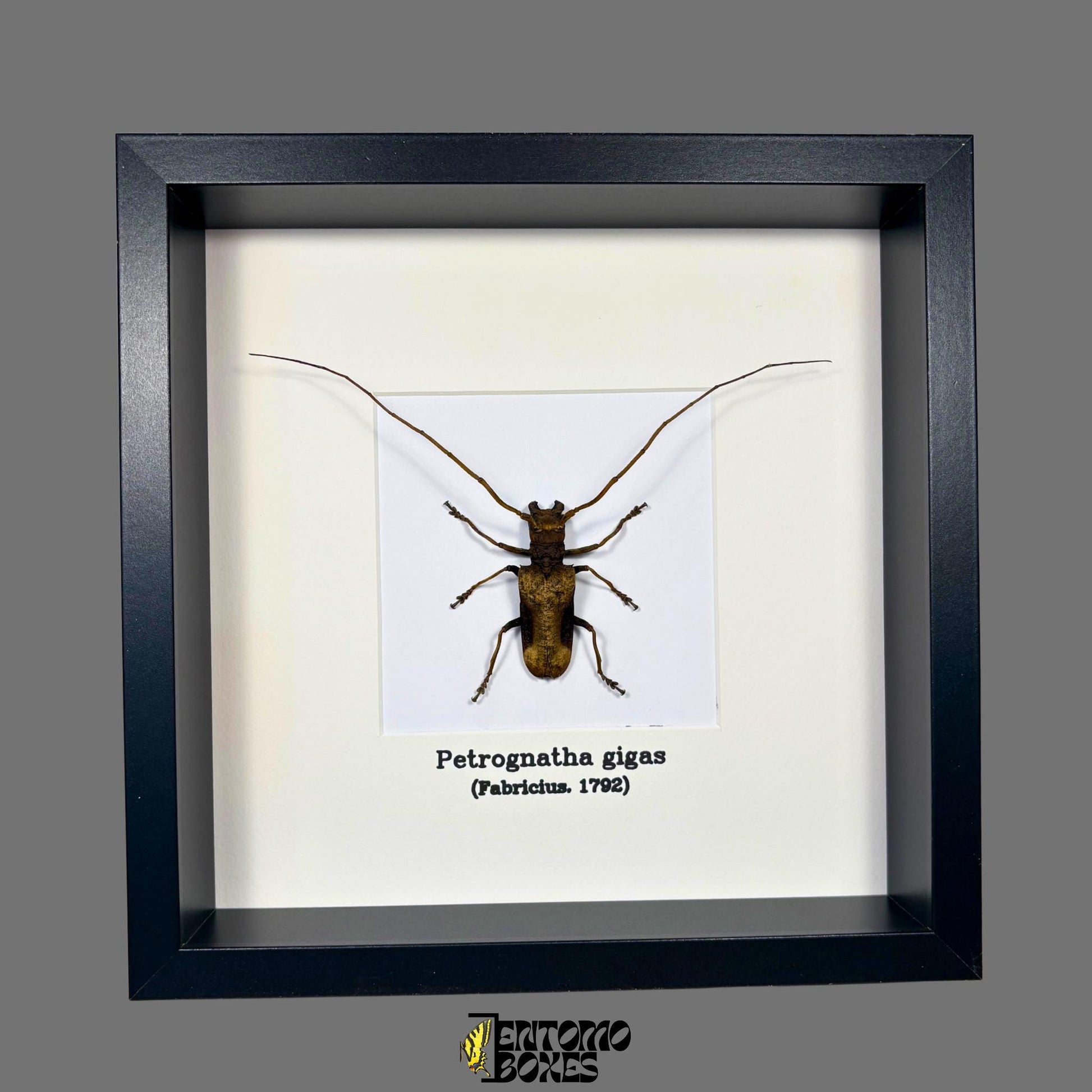 Petrognatha gigas in frame longhorn beetle