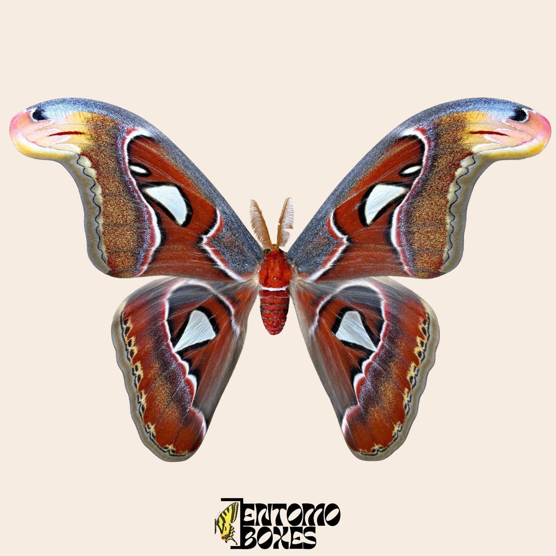 attacus atlas pinned male moth