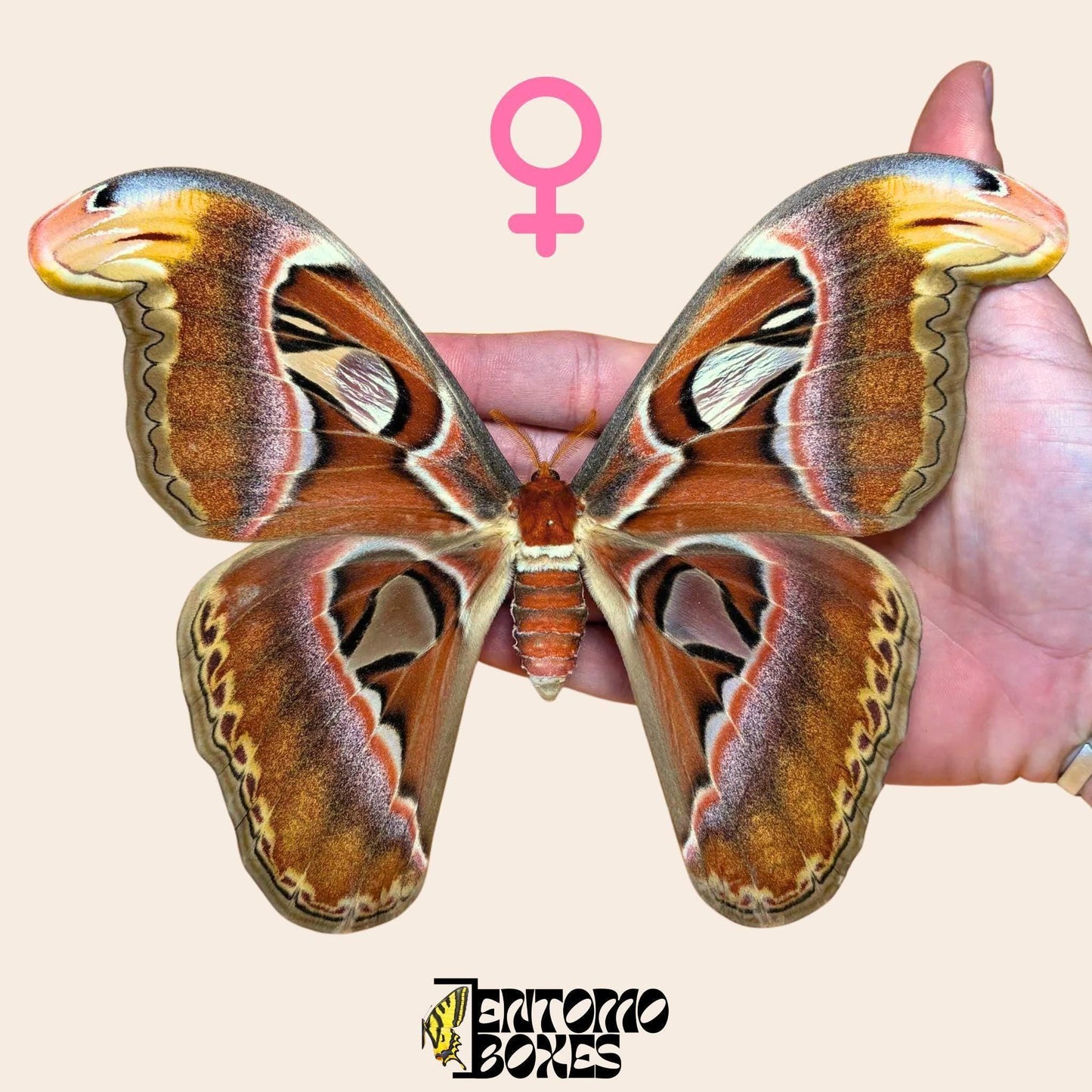 attacus atlas pinned female moth