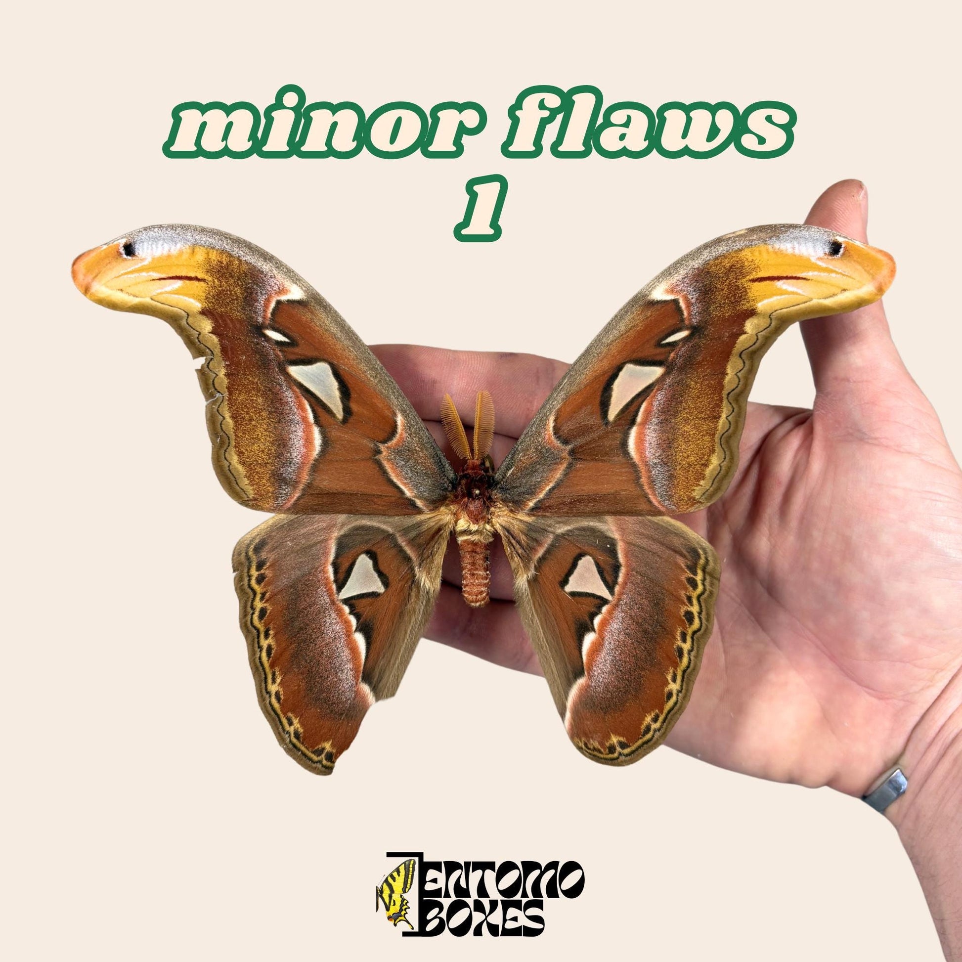 Pinned Attacus Atlas Moth: real Giant Atlas Silk Moth Specimen for taxidermy collection