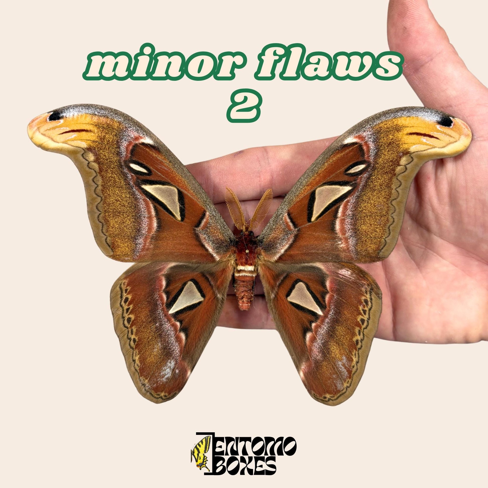 Pinned Attacus Atlas Moth: real Giant Atlas Silk Moth Specimen for taxidermy collection