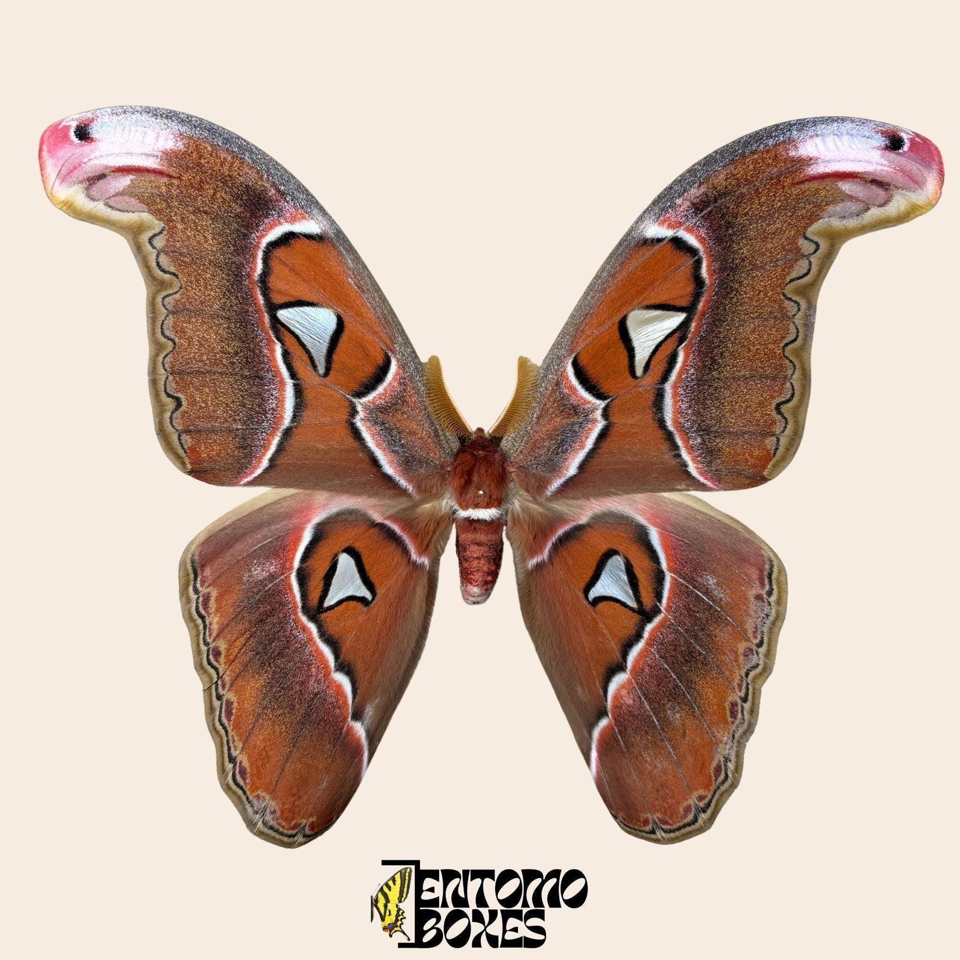 Attacus lorquini Lorquin's Atlas moth male pinned specimen, large Atlas-like wings, sustainably sourced