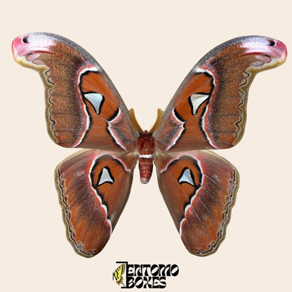 Attacus lorquini Lorquin's Atlas moth male pinned specimen, large Atlas-like wings, sustainably sourced