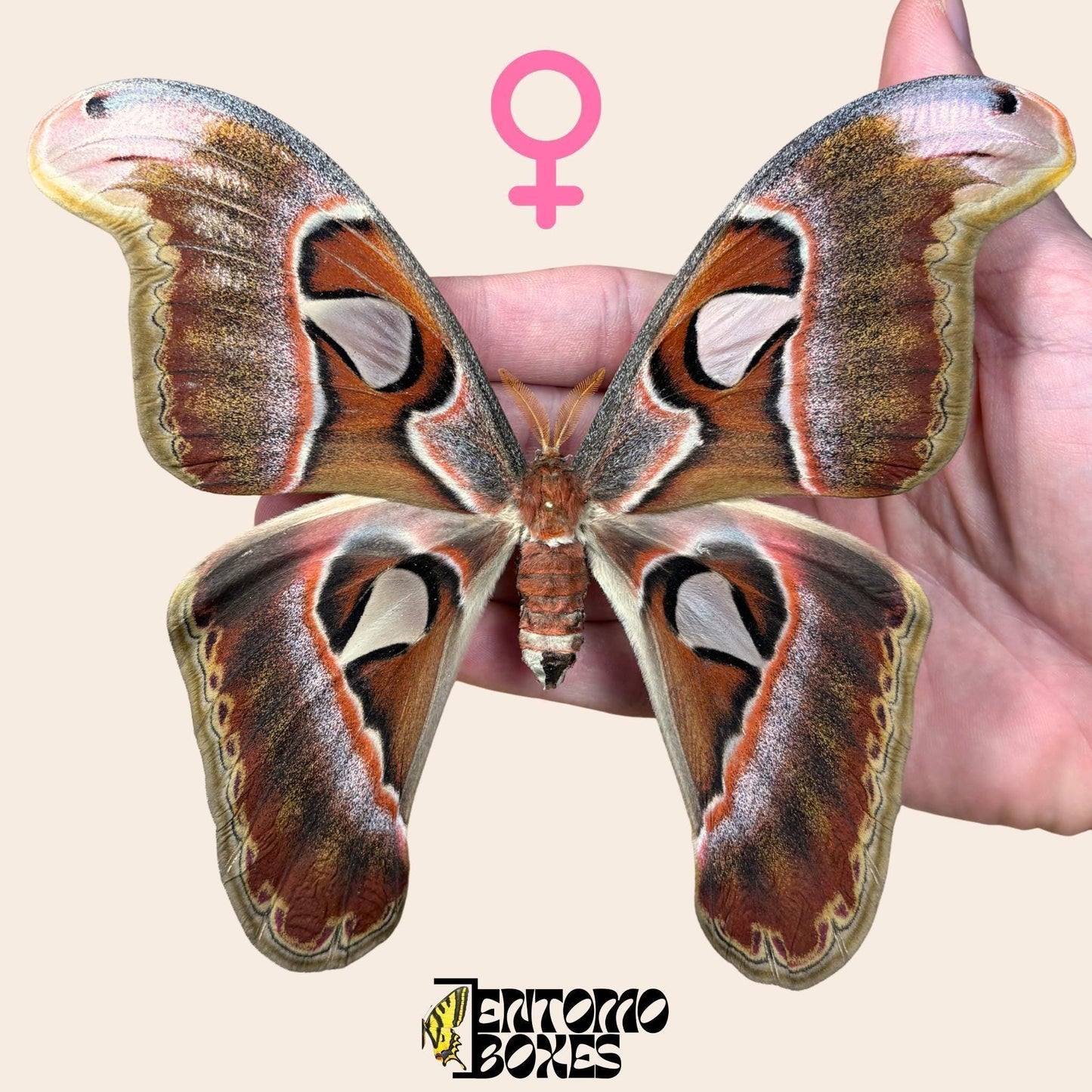 Attacus lorquini Lorquin's Atlas moth female pinned specimen, large Atlas-like wings, sustainably sourced