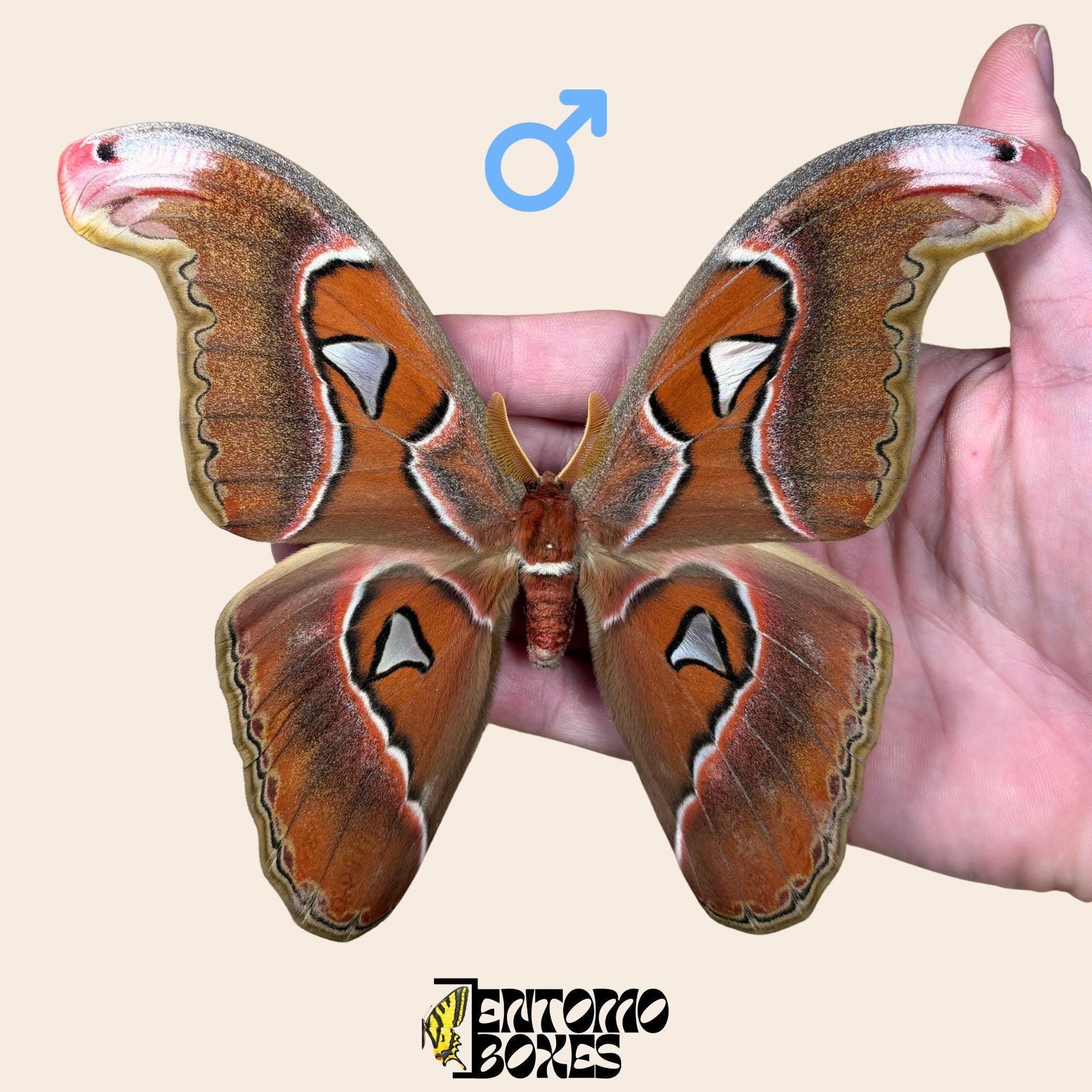 Attacus lorquini Lorquin's Atlas moth male pinned specimen, large Atlas-like wings, sustainably sourced