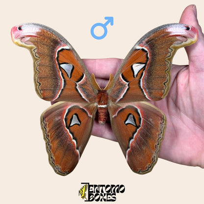 Attacus lorquini Lorquin's Atlas moth male pinned specimen, large Atlas-like wings, sustainably sourced