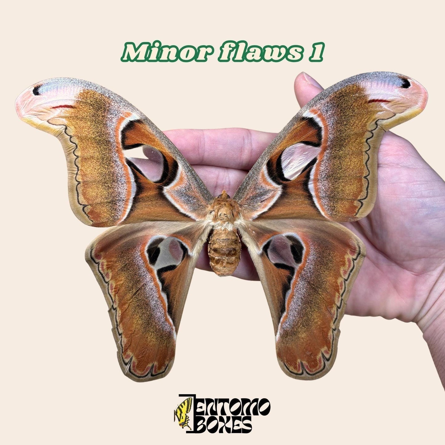 Attacus lorquini Lorquin's Atlas moth female pinned specimen, large Atlas-like wings, sustainably sourced