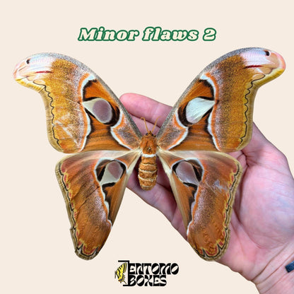 Attacus lorquini Lorquin's Atlas moth female pinned specimen, large Atlas-like wings, sustainably sourced
