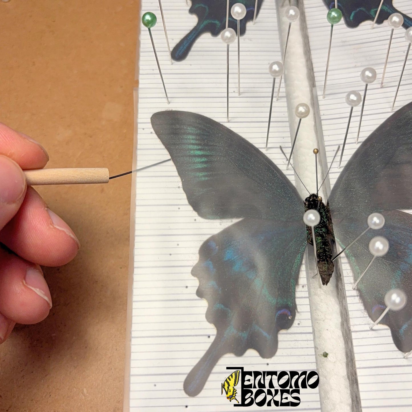 insect pinning tool for moving wings