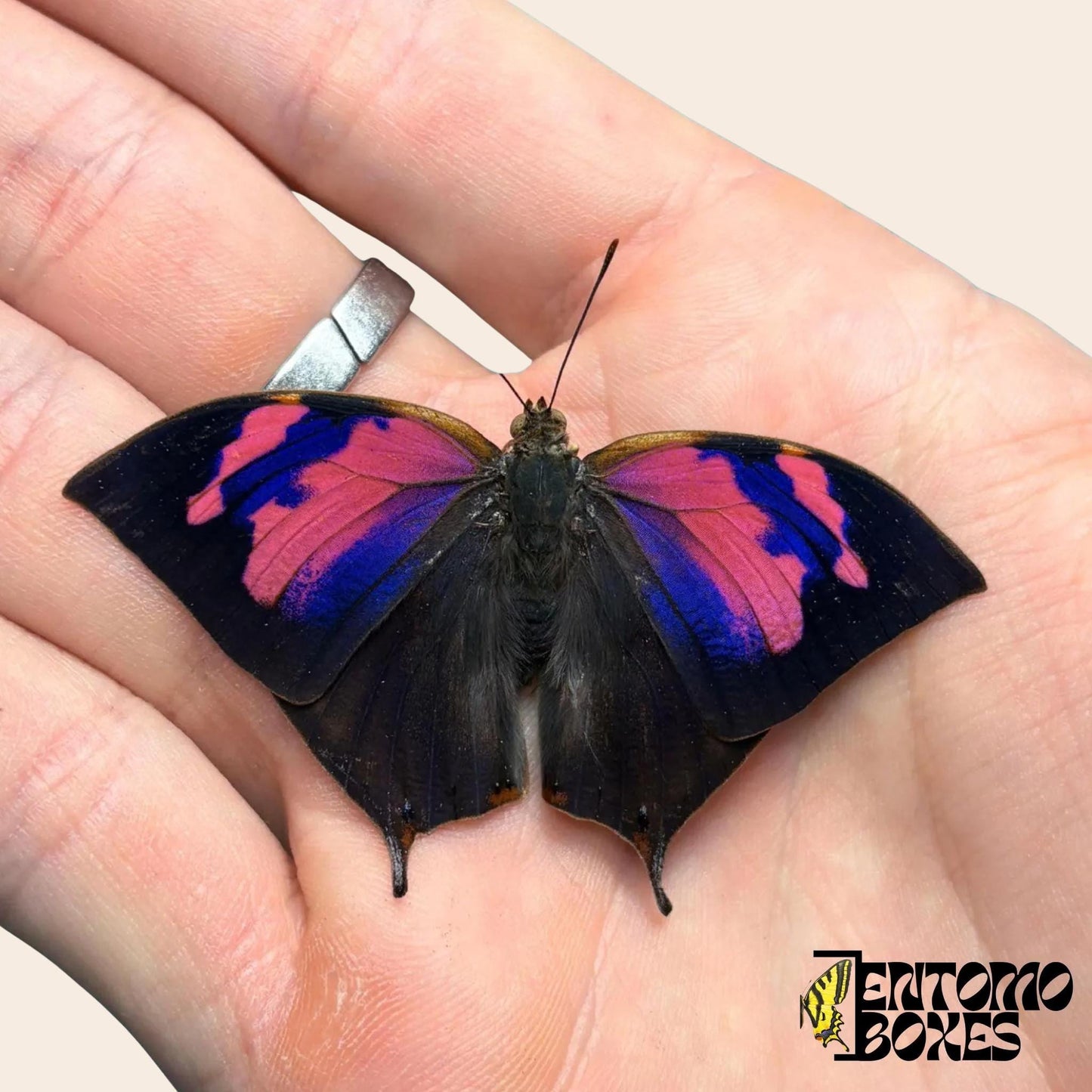 Anaea nessus male butterfly