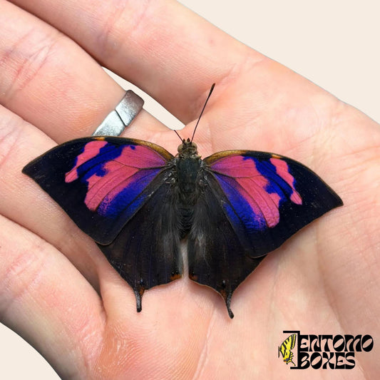 Anaea nessus male butterfly