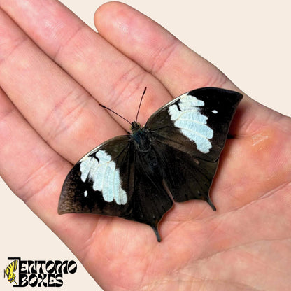 Anaea nessus female butterfly