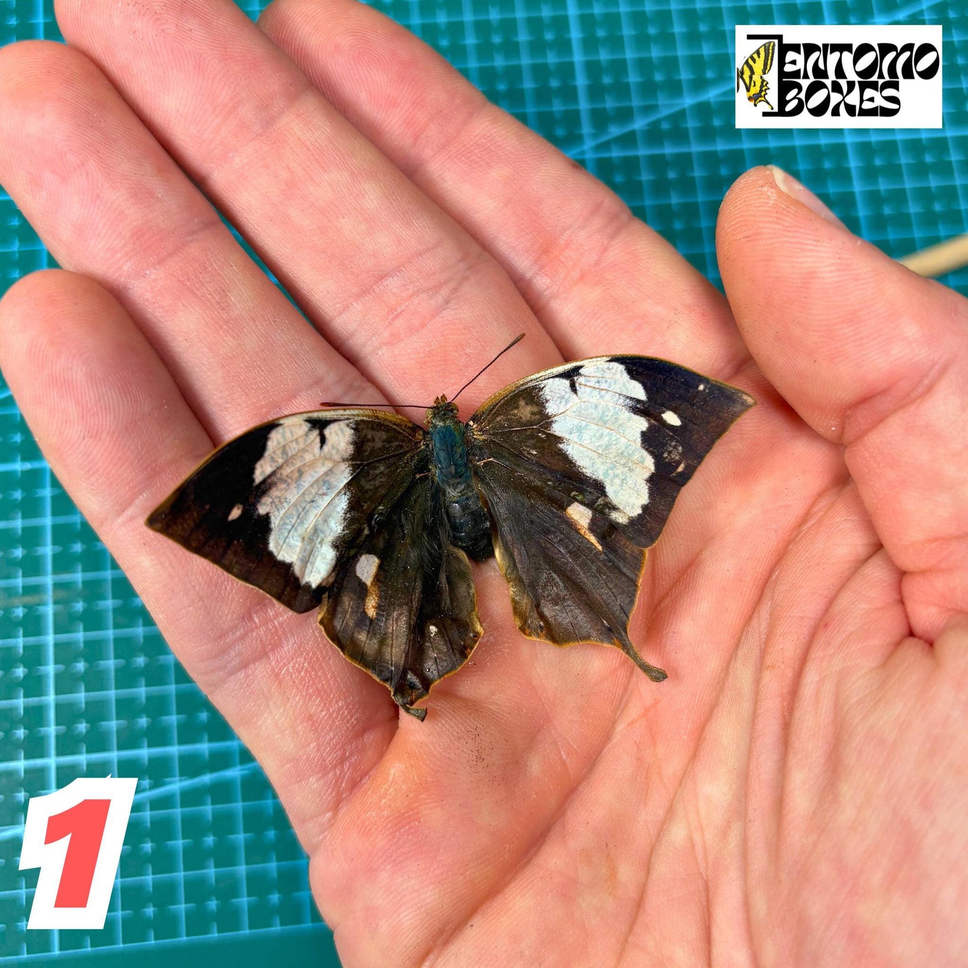 RARE Anaea (Fountainea) nessus real dry butterfly for entomology taxidermy collection