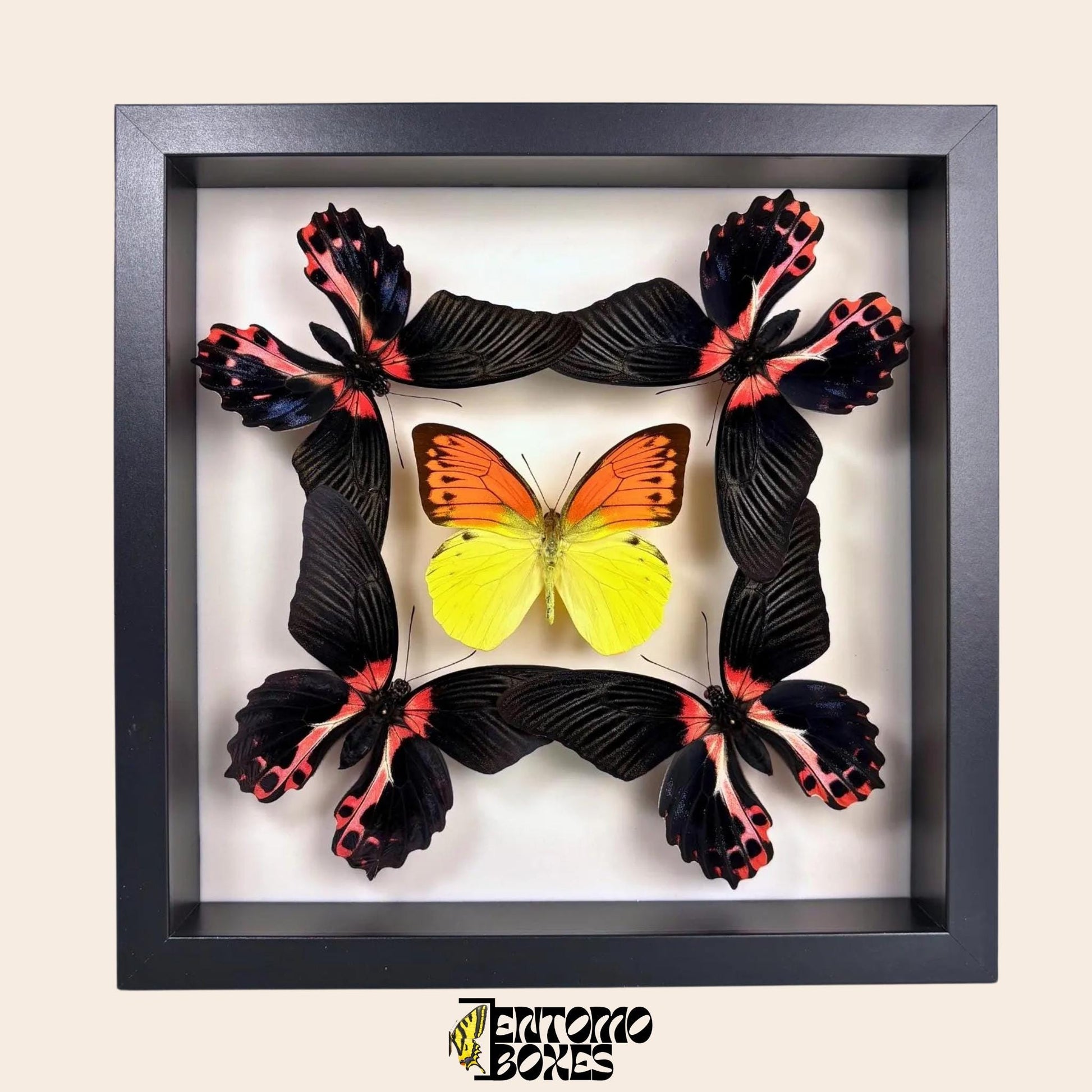 four papilio rumanzovia and one orange and yellow butterfly in black frame