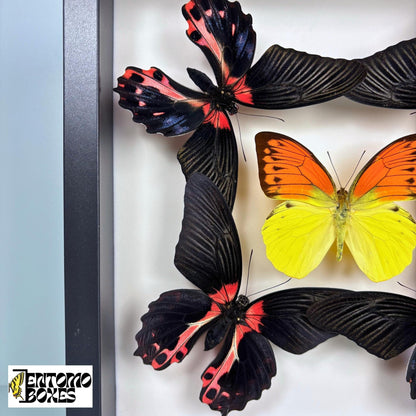 four papilio rumanzovia and one orange and yellow butterfly in black frame