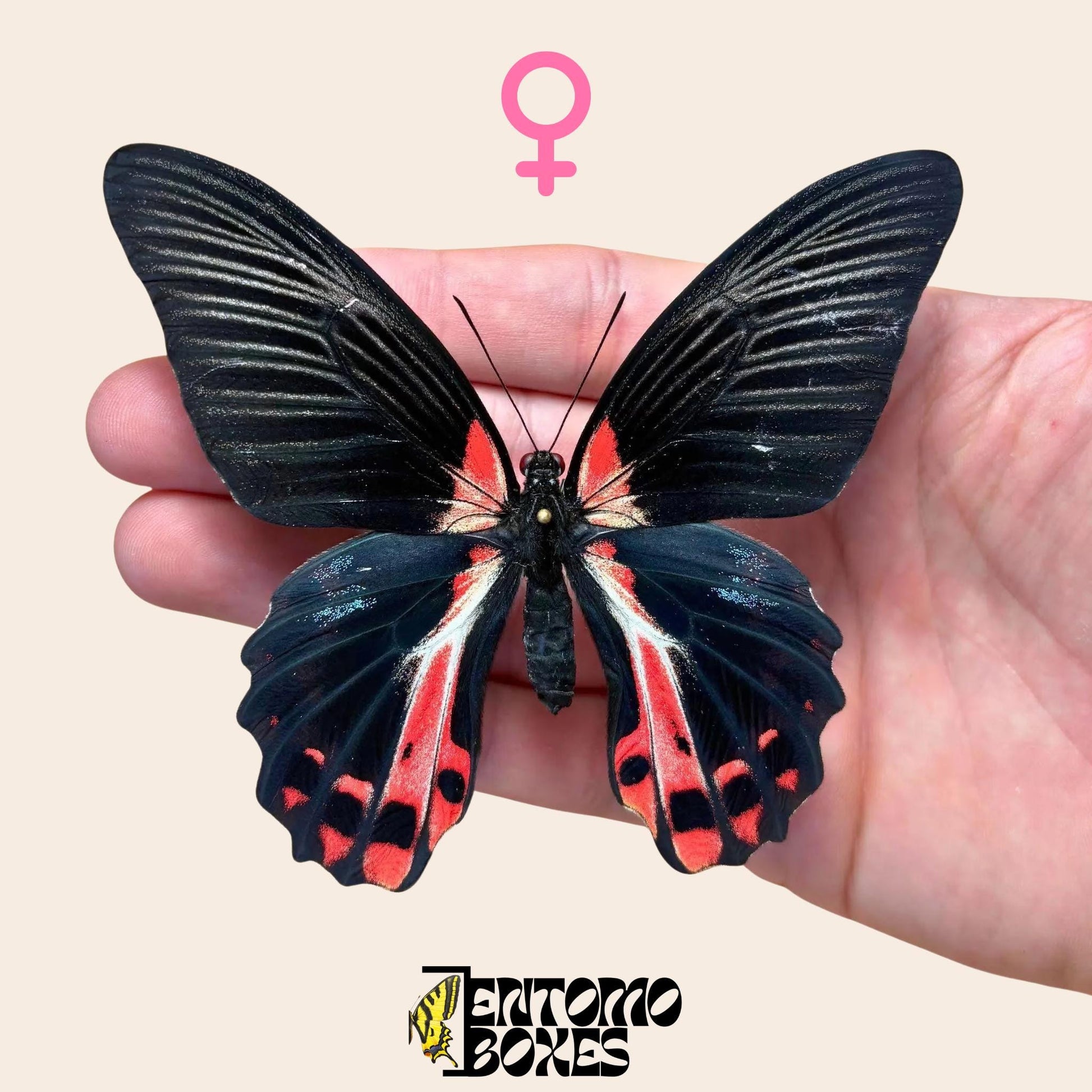 Papilio ruzmanzovia pinned female