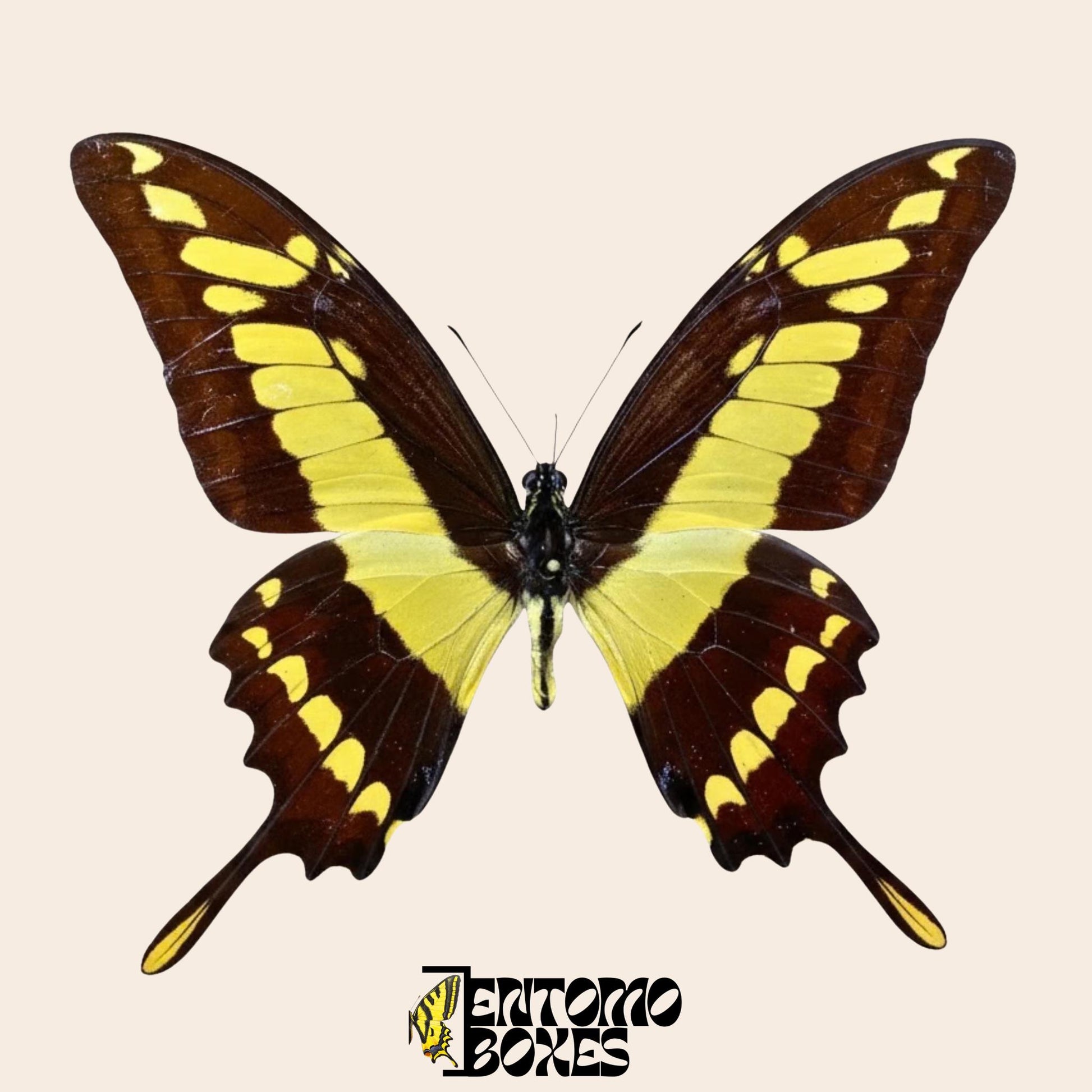 Papilio thoas pinned male butterfly