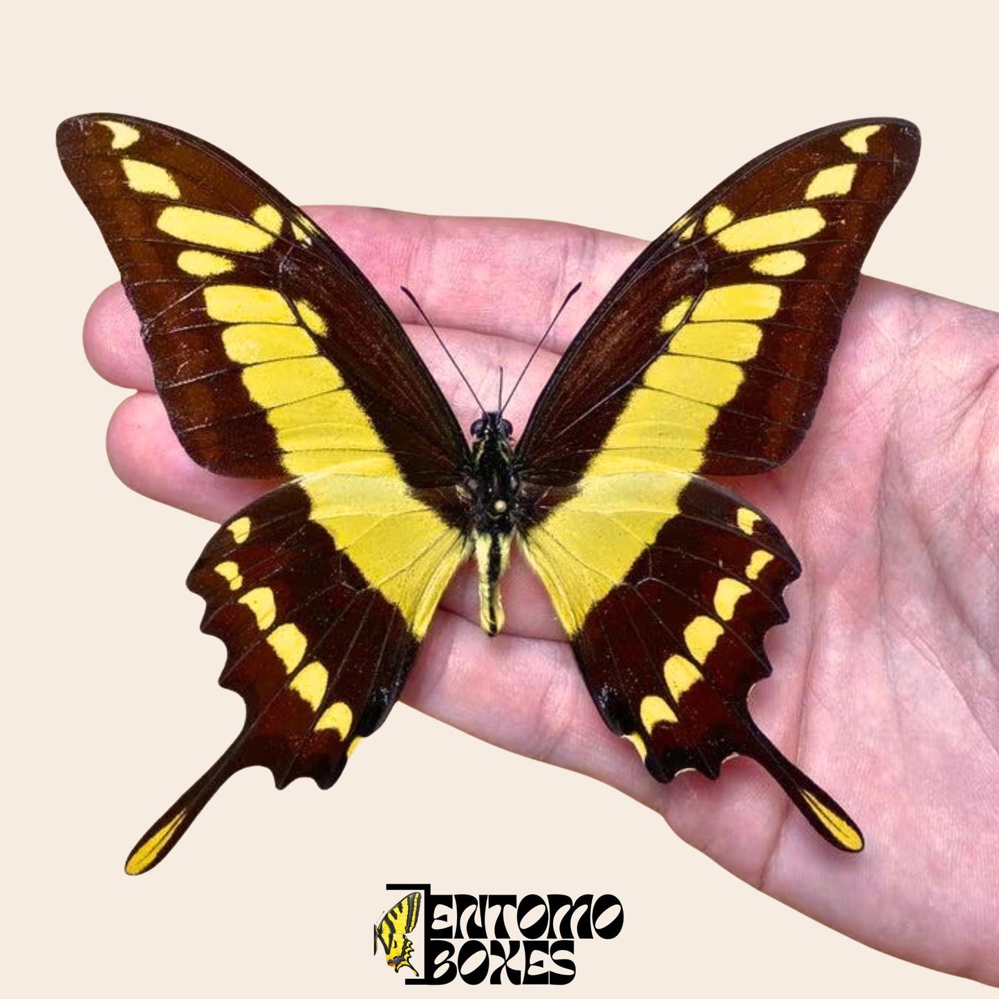 Papilio thoas pinned male butterfly