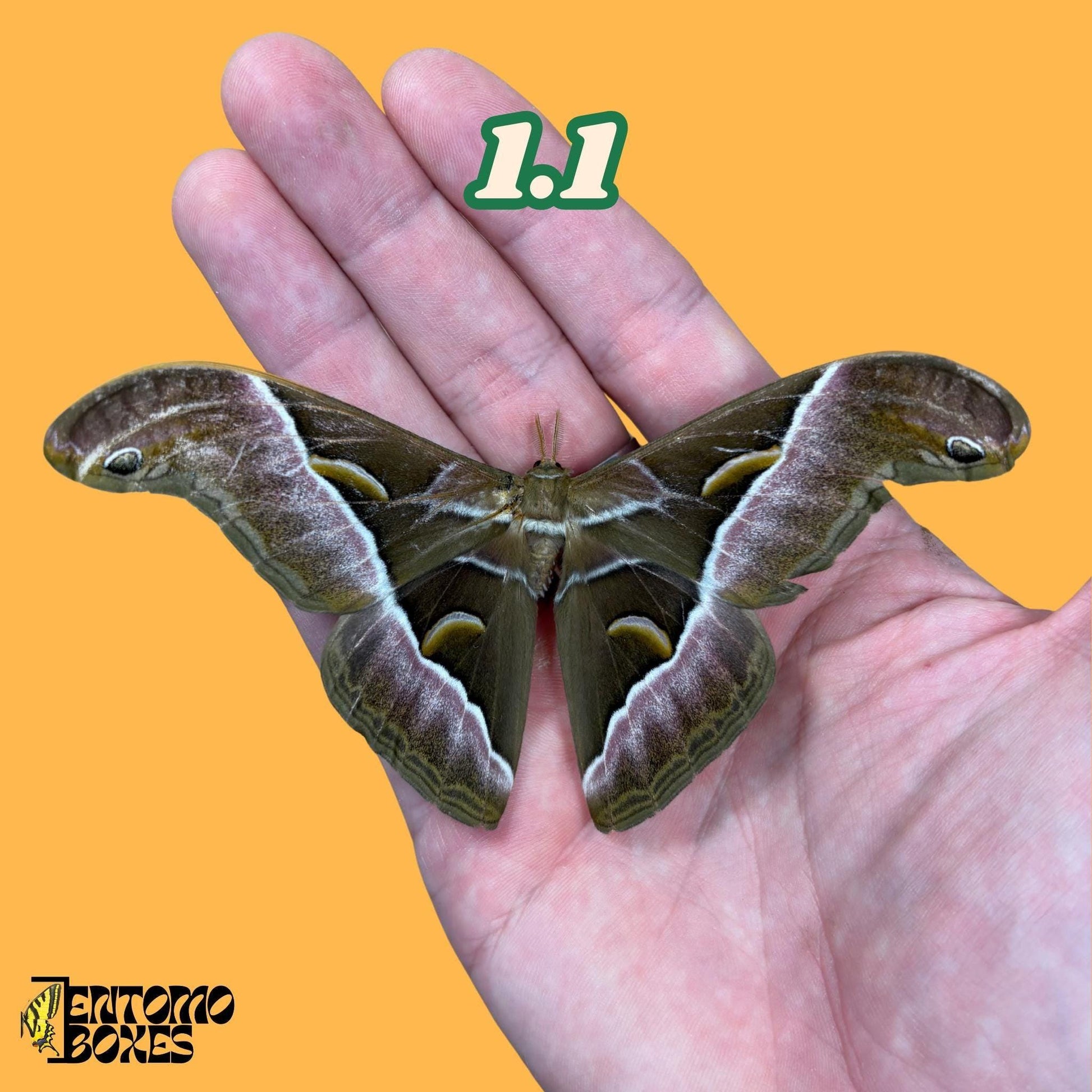 samia luzonica moth specimen on hand