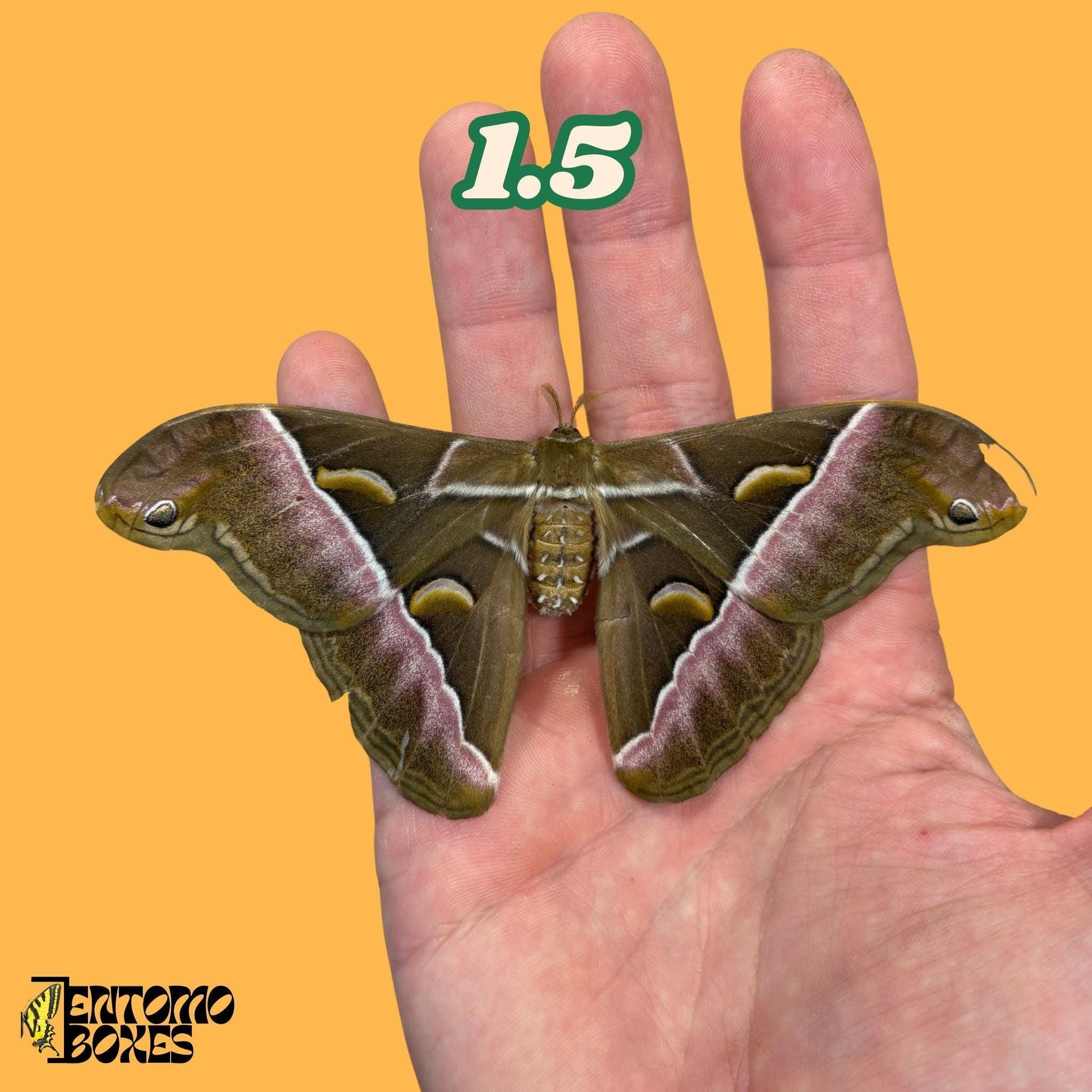 samia luzonica moth specimen on hand