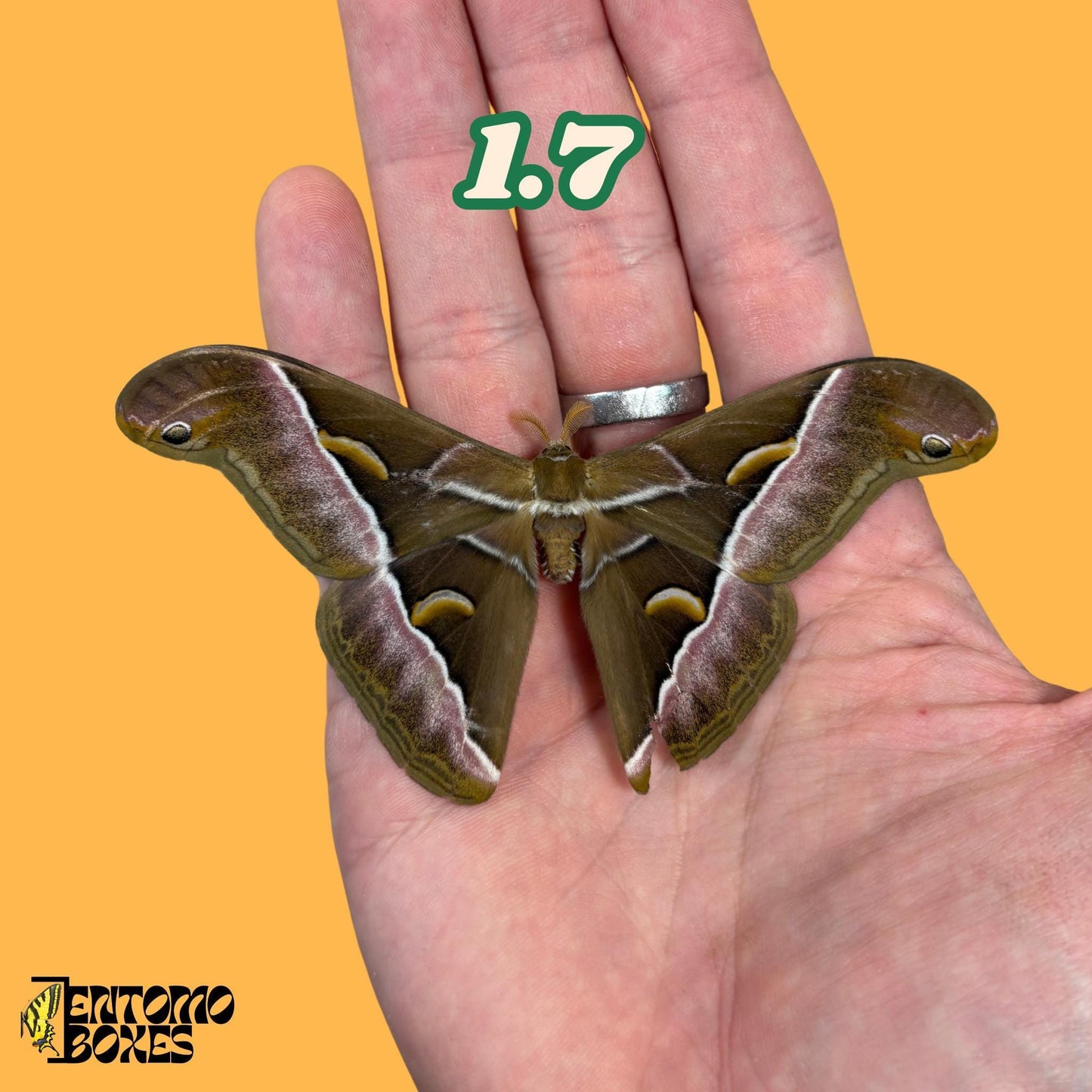 samia luzonica moth specimen on hand