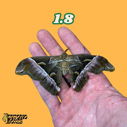 samia luzonica moth specimen on hand