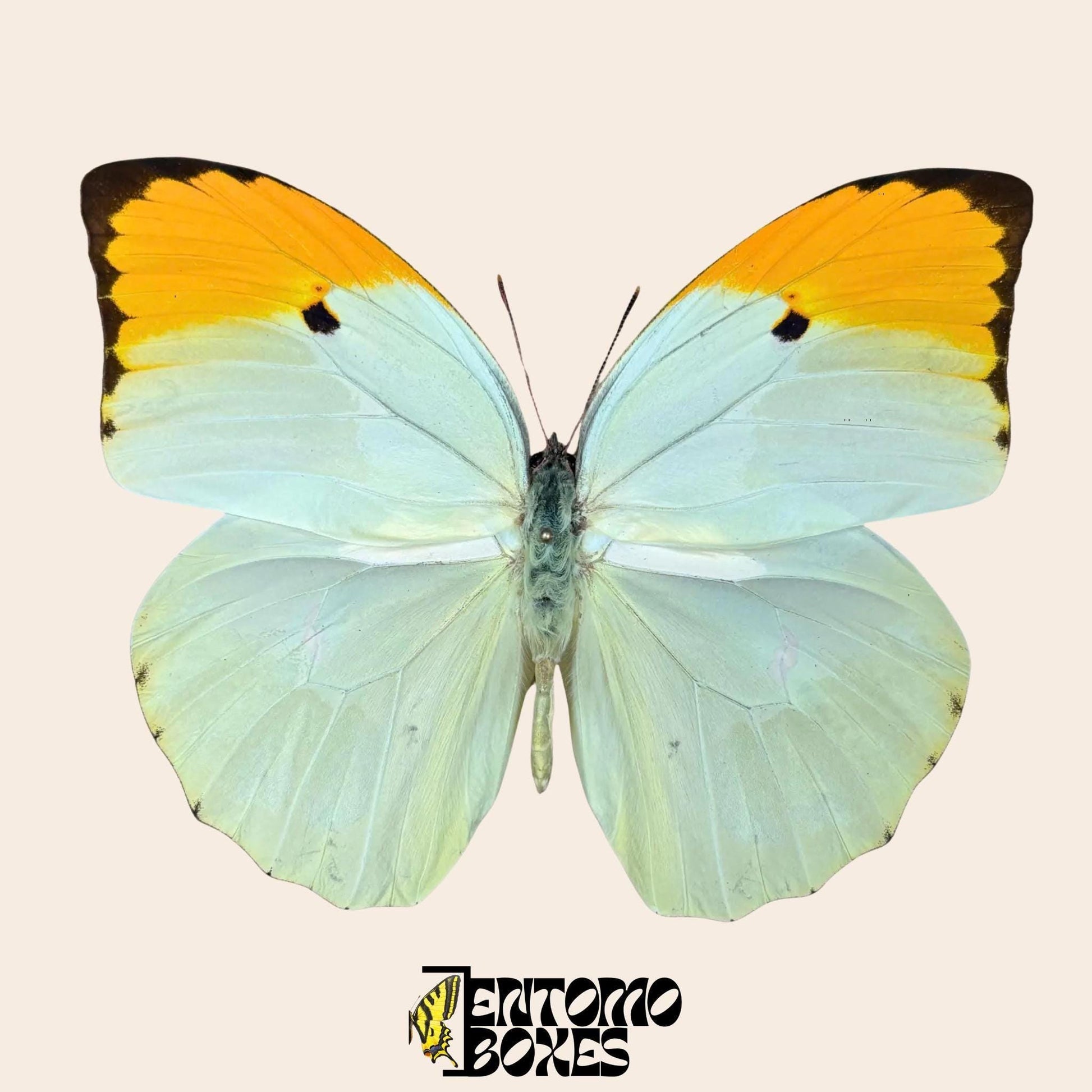 Anteos menippe pinned butterfly