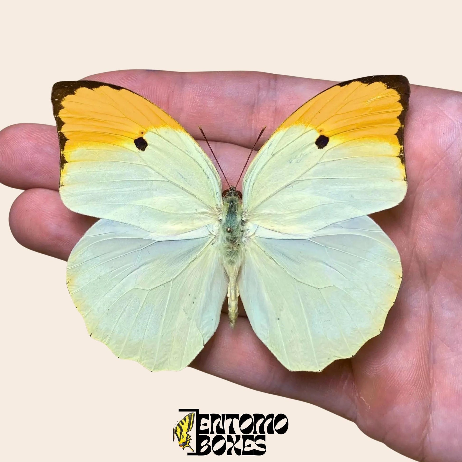 Anteos menippe pinned butterfly on hand